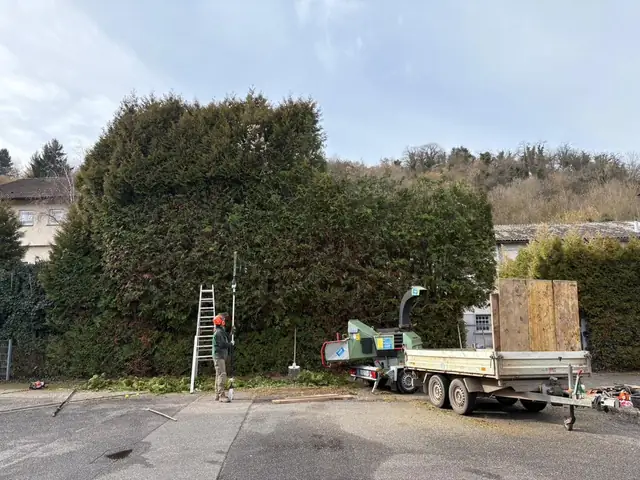Großer Heckenrückschnitt mit Abtransport