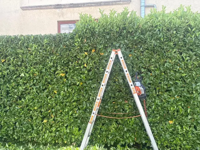 Sauber geschnittene Hecke von oben
