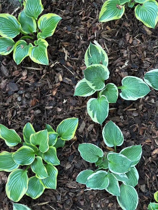 Funkien in frischem Rindenmulch