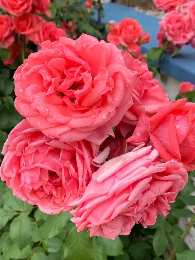 Rosen im angelegten Beet