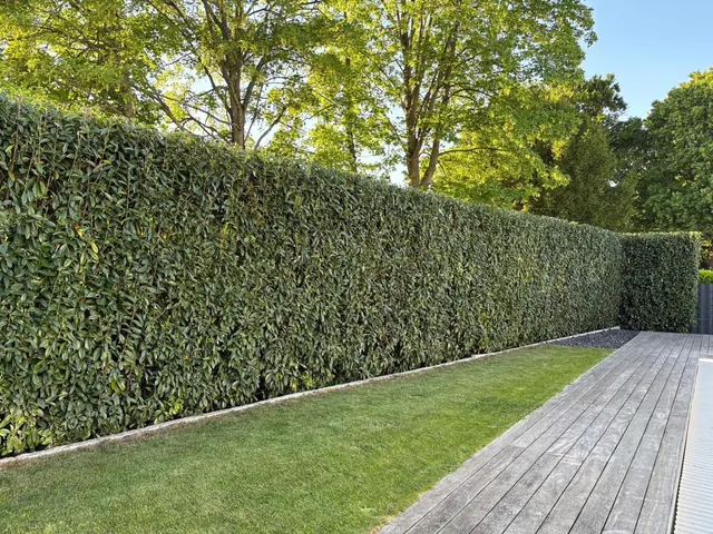 Auf Form geschnittene Hecke neben Rasenfläche und Holzterrasse
